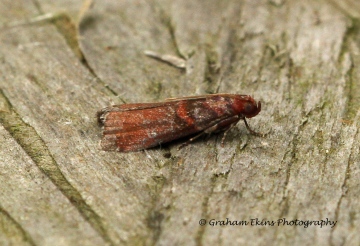 Acrobasis advenella Copyright: Graham Ekins