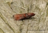 Acrobasis advenella Copyright: Graham Ekins