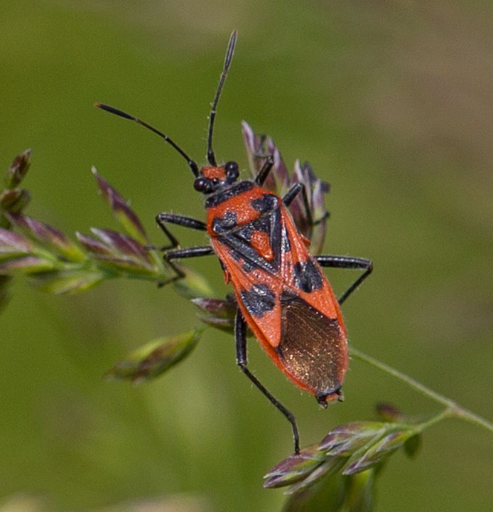 Corizus hyoscyami 2 Copyright: Graham Ekins