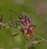 Corizus hyoscyami 2 Copyright: Graham Ekins