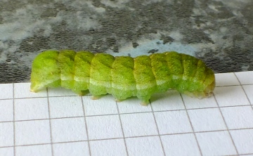 Caterpillar of Angle Shades Moth Copyright: Peter Pearson