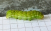 Caterpillar of Angle Shades Moth 