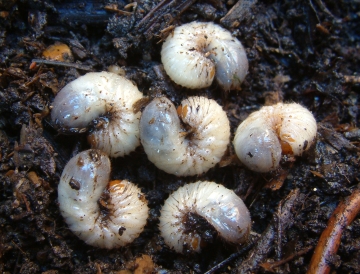 Rose chafer larvae Copyright: Maria Fremlin