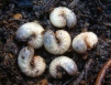 Rose chafer larvae  