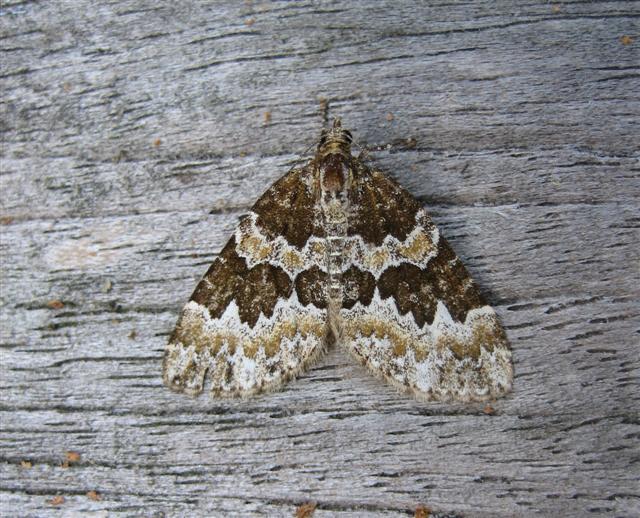 Broken Barred Carpet Copyright: Stephen Rolls