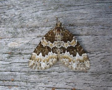 Broken Barred Carpet Copyright: Stephen Rolls