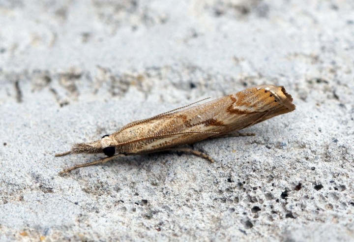 Agriphila geniculea Copyright: Ben Sale