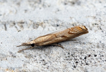 Agriphila geniculea Copyright: Ben Sale