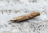 Agriphila geniculea