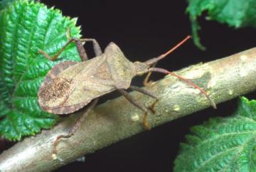 Coreus marginatus Copyright: Peter Harvey