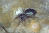 Heliophanus auratus