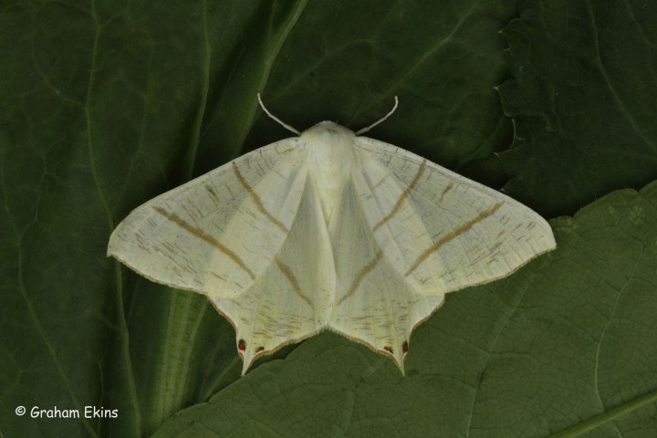 Swallow-tailed Moth  Ourapteryx sambucaria Copyright: Graham Ekins
