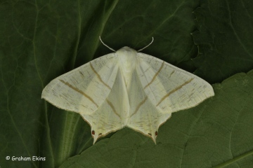 Swallow-tailed Moth  Ourapteryx sambucaria Copyright: Graham Ekins