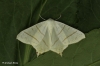Swallow-tailed Moth  Ourapteryx sambucaria 