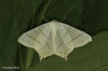 Swallow-tailed Moth  Ourapteryx sambucaria