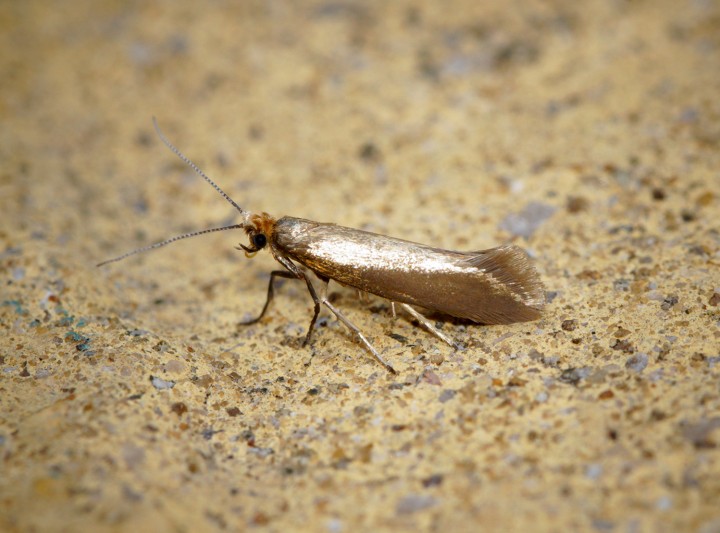 Argyresthia glabratella Copyright: Ben Sale