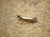 Argyresthia glabratella