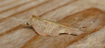 Acleris emargana 1 Copyright: Stephen Rolls