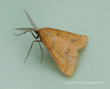 Yellow Belle  Aspitates ochrearia Copyright: Graham Ekins