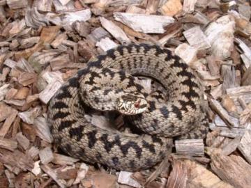 Vipera berus Copyright: Jonathan Cranfield