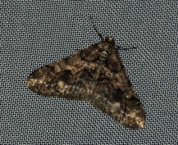 Agriopis leucophaearia (Spring Usher) 2