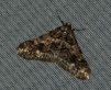 Agriopis leucophaearia (Spring Usher) 2 