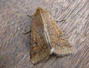 Scarce Bordered Straw. Copyright: Stephen Rolls