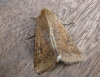 Scarce Bordered Straw.