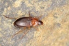 Calathus cinctus