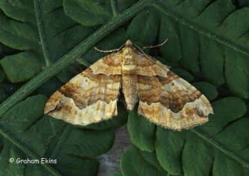 Pelurga comitata dark Spinach 1 Copyright: Graham Ekins