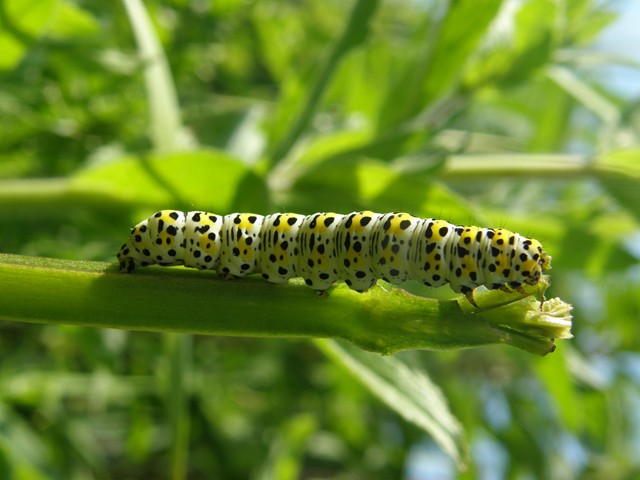 Mullein caterpillar Copyright: Sue Grayston