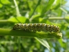 Mullein caterpillar 