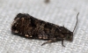 Epinotia nanana