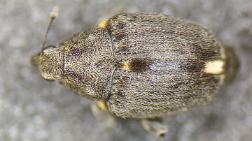 Stenocarus ruficornis Copyright: Adrian Knowles