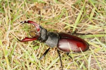 Lucanus cervus male Copyright: Peter Harvey