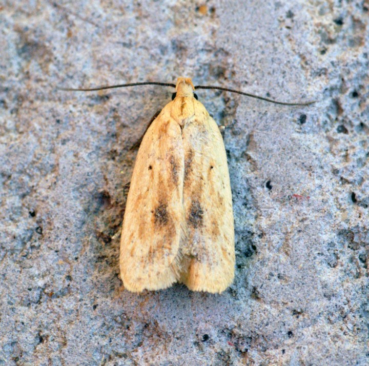 Agonopterix kaekeritziana 3 Copyright: Ben Sale