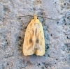 Agonopterix kaekeritziana 3