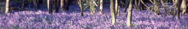 Bluebells in Swan Wood