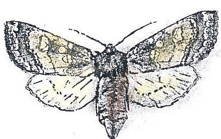 moth species pages