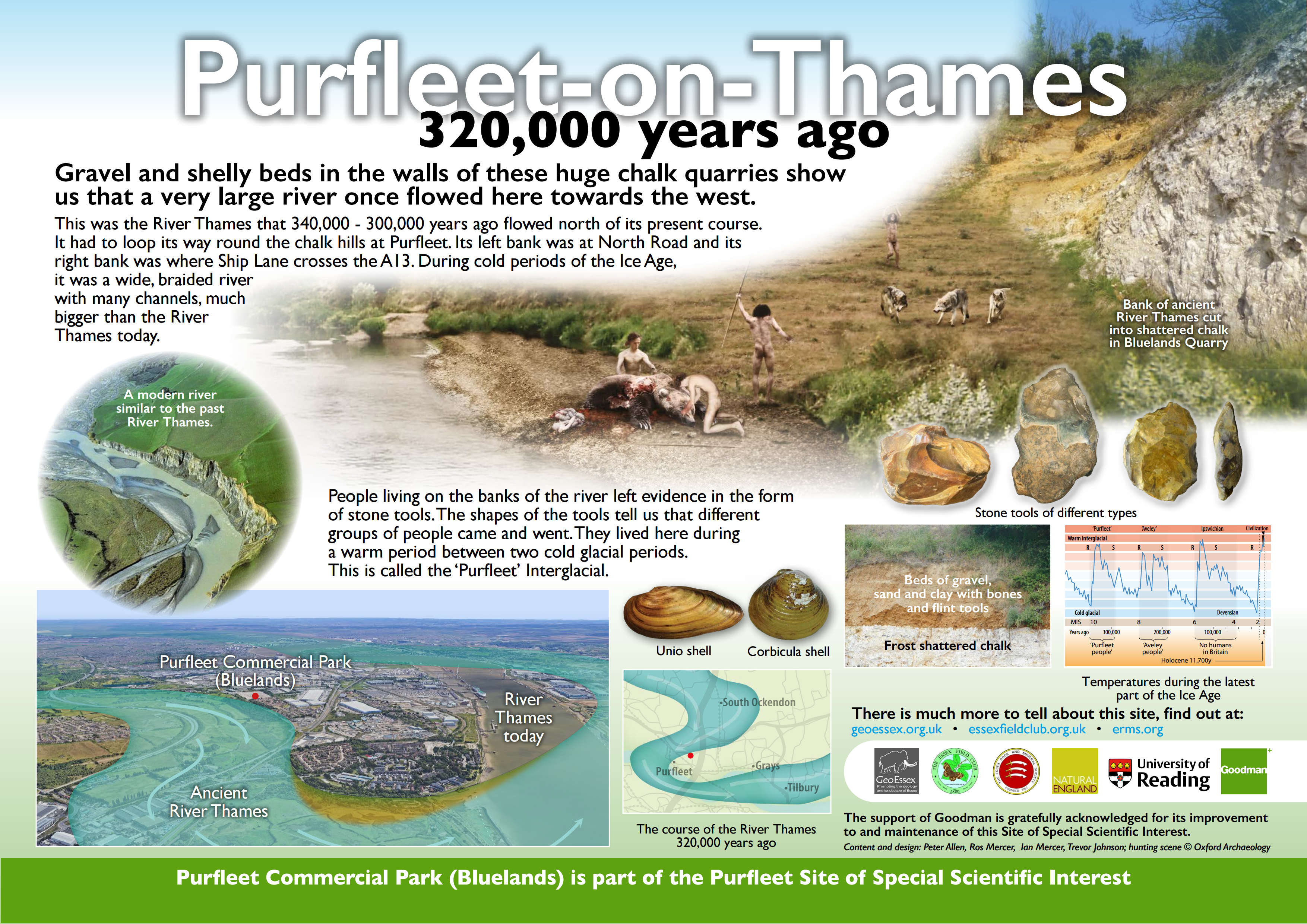 Purfleet-on-Thames. Gravel and shelly beds in the walls of these huge chalk quarries show us that a very large river once flowed here towards the west. This was the River Thames that 340,000 - 300,000 years ago flowed north of its present course. It had to loop its way round the chalk hills at  Purfleet. Its left bank was at North Road and its right bank was where Ship Lane crosses the A13. During cold periods of the Ice Age, it was a wide, braided river with many channels, much bigger than the River Thames today. A modern river similar to the past River Thames. Bank of ancient River Thames cut into shattered chalk in Bluelands Quarry. People living on the banks of the river left evidence in the form of stone tools. The shapes of the tools tell us that different groups of people came and went. They lived here during a warm period between two cold glacial periods. This is called the ‘Purfleet’ Interglacial. Unio shell Corbicula shell. Beds of gravel, sand and clay with bones and flint tools. Temperatures during the latest part of the Ice Age. Purfleet Commercial Park (Bluelands). Ancient River Thames. River Thames today. The course of the River Thames 320,000 years ago. There is much more to tell about this site, find out at: geoessex.org.uk essexfieldclub.org.uk erms.org Purfleet Commercial Park (Bluelands) is part of the Purfleet Site of Special Scientific Interest. The support of Goodman is gratefully acknowledged for its improvement to and maintenance of this Site of Special Scientific Interest. Content and design: Peter Allen, Ros Mercer, Ian Mercer, Trevor Johnson; hunting scene © Oxford Archaeology