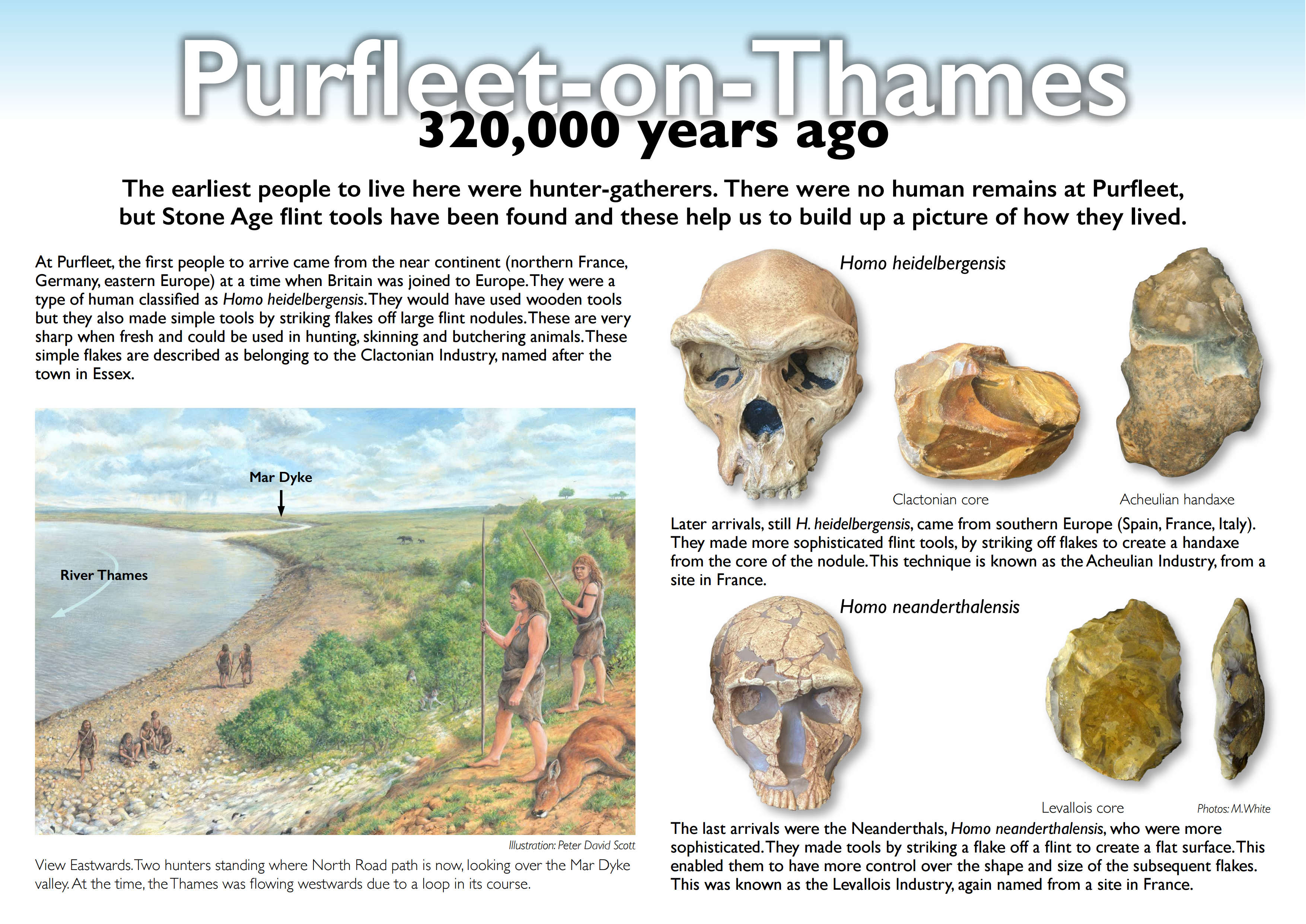 Purfleet-on-Thames 320,000 years ago. View Eastwards. Two hunters standing where North Road path is now, looking over the Mar Dyke valley. At the time, the Thames was flowing westwards due to a loop in its course. The earliest people to live here were hunter-gatherers. There were no human remains at Purfleet,but Stone Age flint tools have been found and these help us to build up a picture of how they lived. At Purfleet, the first people to arrive came from the near continent (northern France, Germany, eastern Europe) at a time when Britain was joined to Europe. They were a type of human classified as Homo heidelbergensis. They would have used wooden tools but they also made simple tools by striking flakes off large flint nodules. These are very sharp when fresh and could be used in hunting, skinning and butchering animals. These simple flakes are described as belonging to the Clactonian Industry, named after the town in Essex. Homo heidelbergensis. Homo neanderthalensis. Mar Dyke. River Thames. Clactonian core Acheulian handaxe. Levallois core. Later arrivals, still H. heidelbergensis, came from southern Europe (Spain, France, Italy). They made more sophisticated flint tools, by striking off flakes to create a handaxe from the core of the nodule. This technique is known as the Acheulian Industry, from a site in France. The last arrivals were the Neanderthals, Homo neanderthalensis, who were more sophisticated. They made tools by striking a flake off a flint to create a flat surface. This enabled them to have more control over the shape and size of the subsequent flakes. This was known as the Levallois Industry, again named from a site in France.