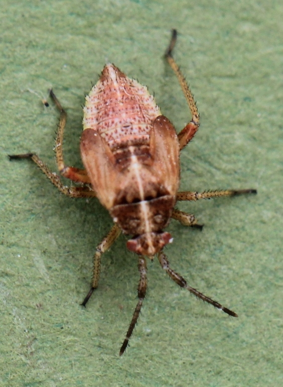 5th instar Harpocera thoracica