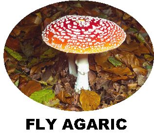 Record Fly Agaric
