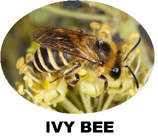 Record Ivy Bee