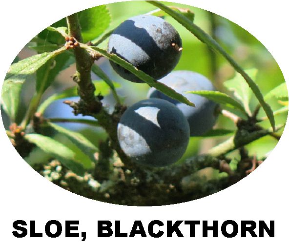 Record Sloe, Blackthorn