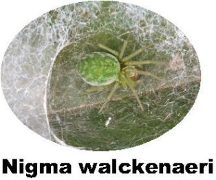 Record Nigma walckenaeri spider