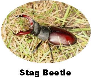 Record Stag Beetle