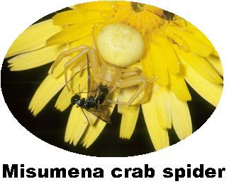 Record Crab spider Misumena vatia