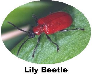 Record Lily beetle