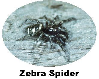 Record Zebra Spider